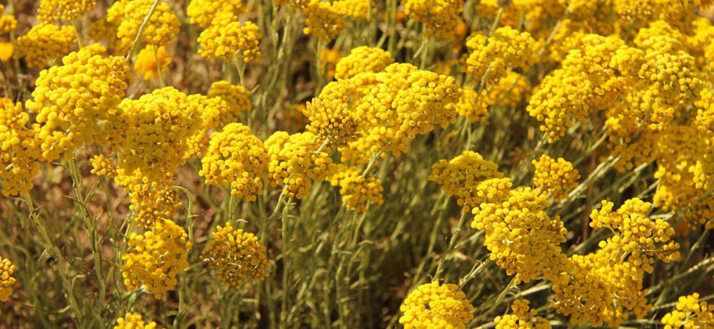 immortelle-helichryse-valensole