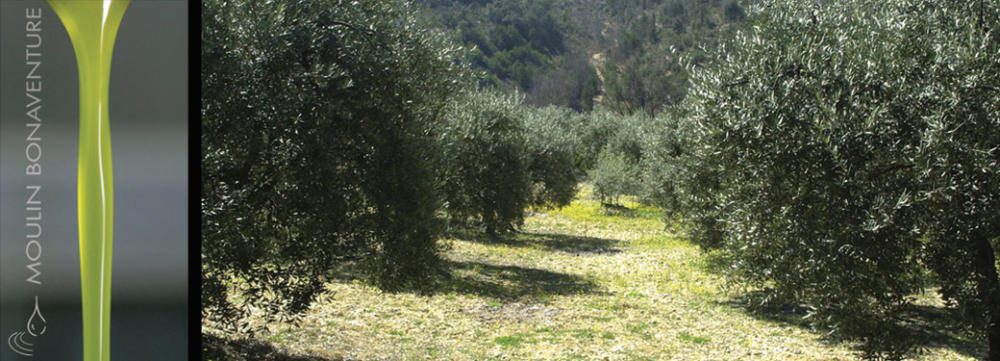 moulin-bonaventure-huile-d-olive-bio
