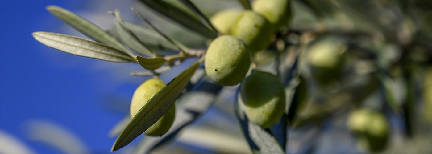 Huile d'olive Bio vierge extra 5 litres - Le Moulin de Gréoux - Huile d' olive et spécialités de Haute-Provence